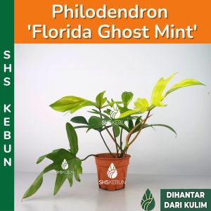Philodendron Florida Ghost Mint Indoor Plant Beauty Green Plant Pokok Hiasan Dalam Rumah Live Plant SHS Kebun
