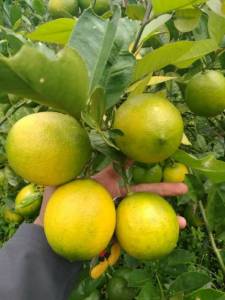 Bibit Tanaman Buah Jeruk Lemon Import Stek Okulasi Berbuah Paling Laris