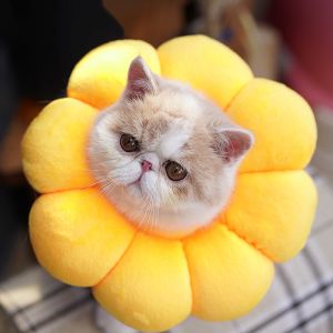 Pet Cat Cone Elizabethan Collar Sun Flower Anti-bite Recovery Protection Neck Circle Pet Accessories