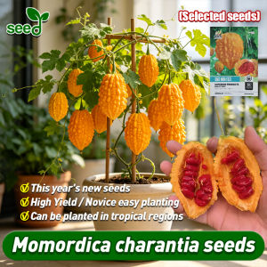 Rare Sweet Momordica Charantia Seeds for Planting Vegetables Plants High Yield Round Yellow Bitter Gourd Seeds Fresh Yellow Bitter Melon Seed F1 Momordica Charantia Seeds Vegetable Seeds for Gardening Veggie Potted Seedlings balsam pear/bitter melon