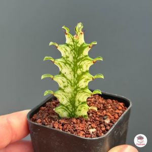 ยูโฟเบีย สลัดไดด่าง Euphorbia Trigona variegata กระบองเพชร แคคตัส ไม้อวบน้ำ cactus&succulent