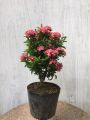 Cây Hoa Mẫu Đơn Thái Màu Tím Sen Gốc Khỏe, Cao 35 - 40cm, Hoa Nở Quanh Năm. 