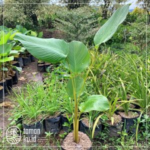 Tanaman Hias Pisang Calathea Daun Cantik dan Eksotis untuk Dekorasi Rumah & Taman