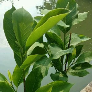 Cempaka Ungu/Kantil Bunga Ungu