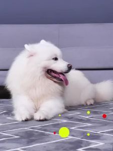 現貨 宠物护理喷剂 寵物皮膚病專用 [Not Afraid of Licking] Dermatititis Clean Dog Skin Disease Spray Fungus Anti-itchExternal Use Cat Remove Dog