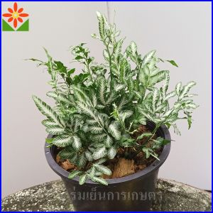 เฟิร์นเงิน กระถาง5.5นิ้ว ต้นเฟิร์นเงิน ต้นเฟิร์นใบเงิน ต้นเล็กน่ารัก ประดับโต๊ะทำงาน ออฟฟิส ส่งทั้งกระถาง