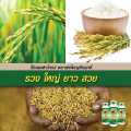อาหารเสริม พืช-สัตว์ แพนต้าโกลด์ พรีไบโอติกส์ ตราพ่อใหญ่สัมฤทธิ์ ขนาด 500 ml จำนวน 1ขวด ธาตุอาหารเสริมพืช-สัตว์ ปลอดภัย ไม่เป็นอันตรายต่อผู้ใช้. 