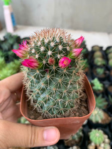 XƯƠNG RỒNG MAMI  KT 10-12cm- xuất xứ Đà Lạt khoẻ đẹpLỖI 1 ĐỔI 1