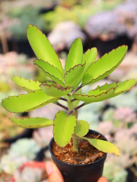 Kalanchoe Pinnata อยู่ในกระถาง 2.5 