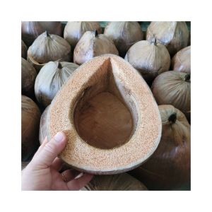 Bình ủ trà trái dừa cao cấp không sơn / Đúng chất mộc của trái dừa / Bình trà 04 - 06  lít / Bộ 6 tách uống trà / Pha trà bắc cực ngon