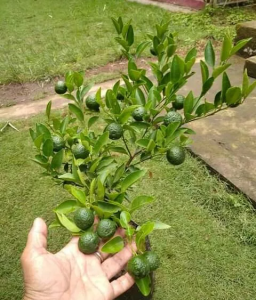 Bibit Tanaman Buah Jeruk Limau Kondisi Berbuah Sangat Rimbun Siap Tanam
