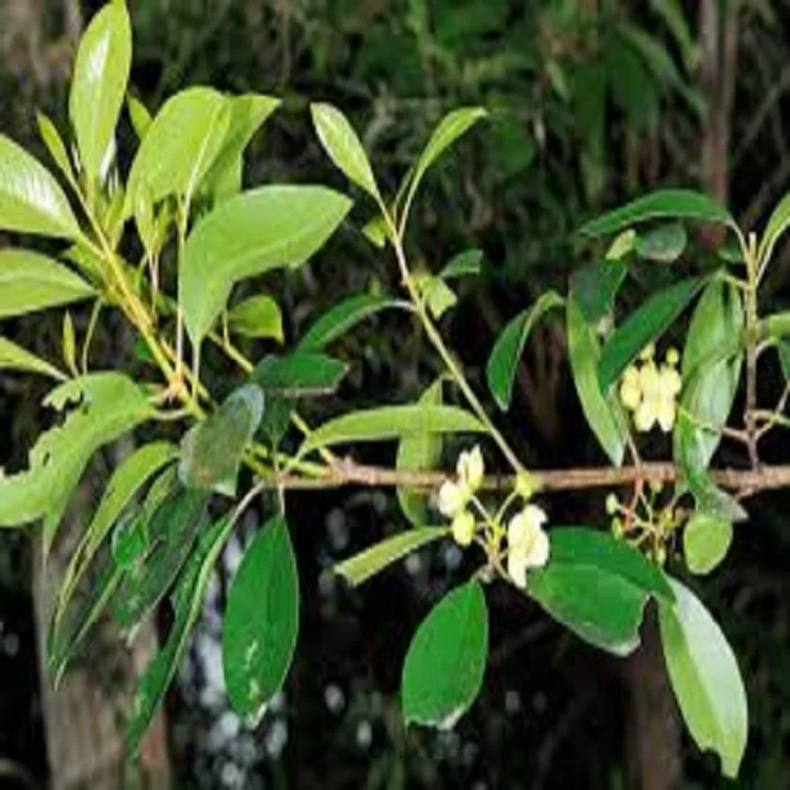 C%C3%82Y%20QU%E1%BA%A2%20D%E1%BB%8CC%20N%E1%BA%A4U%20CANH%20CHUA%20-%20Image%203