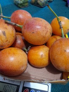 Buah KONYAL Matang Manis fresh 1kg Termurah