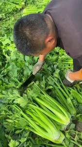 American celery is firm tender and crisp suitable for planting in autumn and all seasons and can be grown as a potted plant in the garden