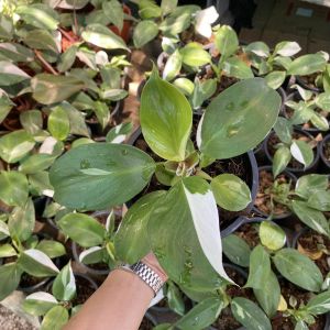 ต้นฟิโลเดนดรอน ไวท์วิสาจ พ่อมดขาว กระถาง4นิ้ว ต้นไม้ด่าง (Philodendron White Wizard) ต้นไม้ปลูกในบ้าน ต้นไม้ฟอกอากาศ ไม้เพาะเนื้อเยื่อ พร้อมกระถาง ต้นไม้