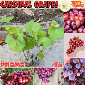 CARDINAL  GRAPES PLANT NA MADALING ALAGAAN AT MALAKI ANG BUNGA