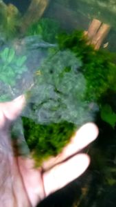 tanaman aquascape moss fisiden