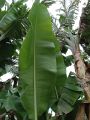 Crafty Fresh Banana Leaves per kilo. 