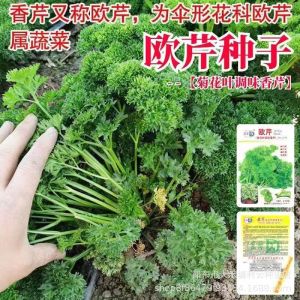Parsley is a fragrant herb suitable for spring autumn and winter. Potted parsley is a herbaceous vegetable that can be planted all year round