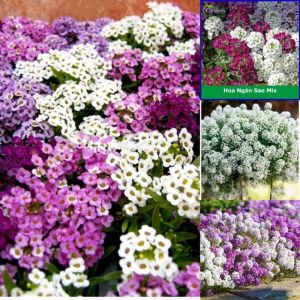 Hạt giống hoa cúc ngàn sao mix màu-gói 50 hạt