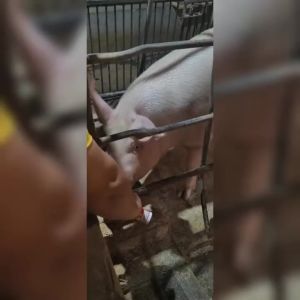Boar Odorant for Pig Breeding Estrus Detection Spray for Sows Gilts Farm Tool 20ml