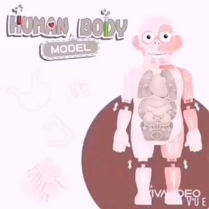 โมเดลเรียนรู้อวัยวะในร่างกาย แบบ 3D #วิทยาศาสตร์