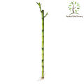 Berjaya Plant Nursery - CNY Lucky Bamboo/Dragon Bamboo/Straight Bamboo 转运竹/富贵竹/龙头直竹/直竹. 