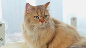 LZD  Võng Mèo Ban Công Có Thể Gập Lại Kiểu Mới Thiết Bị Mèo Cốc Hút Mạnh Võng TREO CỬA SỔ Cho Mèo Ổ Mèo Béo