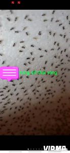 Trứng dế giống thái vàng 24h bao nở. Trứng nhiều. con giống khỏe