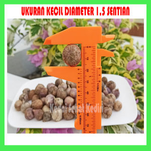 BAWANG PUTIH TUNGGAL 1 KG UKURAN KECIL DIAMETER 15 CM | BAWANG LANANG UKURAN PALING KECIL