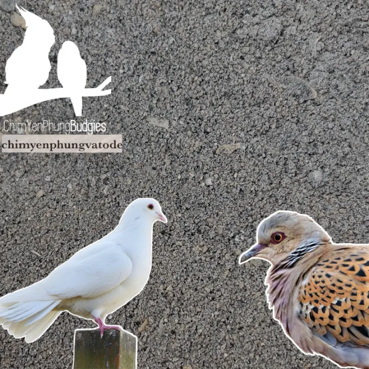 1kg khoáng đen (cát) bổ sung canxi, khoáng chất cho Gia Cầm • Cu Gáy ...