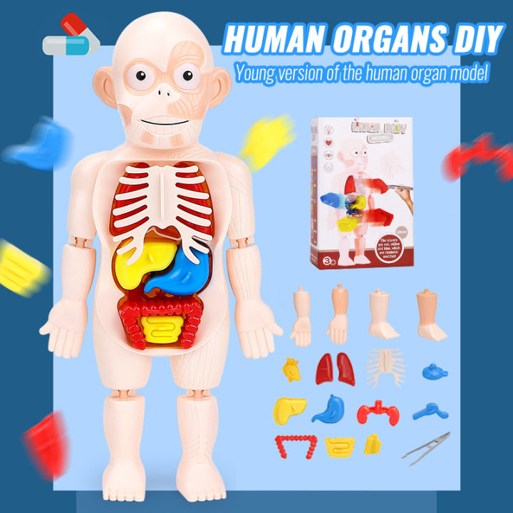 Human Body Anatomy Models Toy Kid Montessori 3D Puzzle Educational ...
