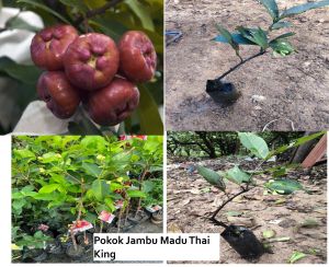 Pokok Jambu Madu Thai King Pokok Jambu Manis (tut) berbuah cepat黑金刚水翁🔥 ready stock 🔥