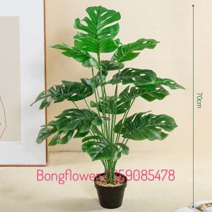 Cây lá rùa phong thủy 18 lá cao 70cm độ rộng tán 42cm decor siêu xinh