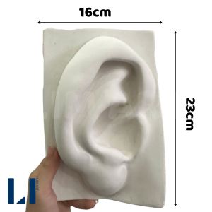 Bộ Mẫu Thạch Cao Khuôn Mặt – Mắt Mũi Tai Môi – Dụng Cụ Luyện Vẽ Cơ Bản LIM ART