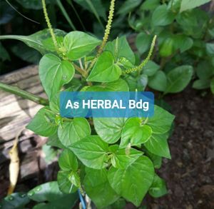 Daun tanaman sirih cina ketumpang air daun suruhan per 500 gram segar-az