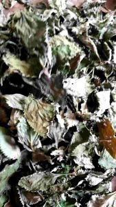 Teh Daun Pecut Kuda Kering Atau Daun Jarong Kering / Herbal Daun Jarong Atau Pecut Kuda Kering per 100 grm