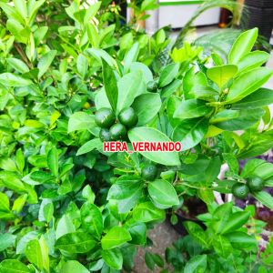 Bibit jeruk santang madu import kondisi berbuah manis