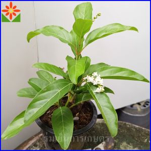 ต้นบุหงาบาหลี กระถาง5.5นิ้ว ดอกมีกลิ่นหอม  บุหงาส่าหรี