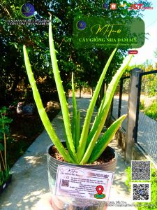 [SIZE >15CM SHIP TÁCH CHẬU_BẦU] Combo 09 Cây nha đam giống Thái_Mr.Tấn cây cao từ 15-25cm chuẩn giống F1 GIỐNG BẸ TO cho năng suất cao.