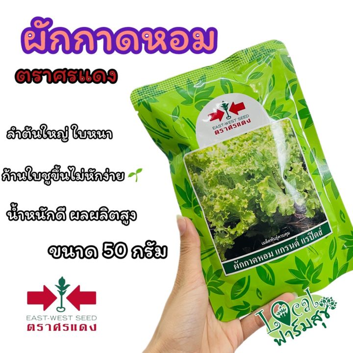 เมล็ดผักกาดหอมแกรนด์ แรปิดส์ ตราศรแดง อัตราการงอกสูง