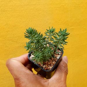 ต้นไม้อวบน้ำ กุหลาบหิน ซีดัม รูเปสเตร บลูสปรูซ Sedum Rupestre Blue Spruce #succulent #Sedum