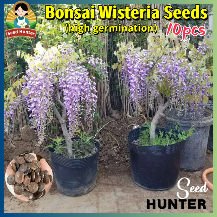 Fresh Wisteria Seeds for Planting Flowers (Mixed Color 10 Seed) Wisteria  Flower Seed Bonsai Wisteria Tree