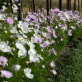 Cosmos Cupcakes and Saucers 20 Seeds Cosmos Bipinnatus Mixed Colors. 