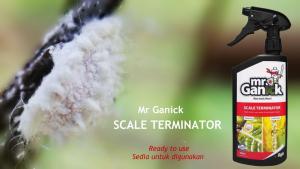 Baba Mr Ganick Scale Terminator Organic Pesticide For Mealy Bugs Whitefly Aphids Mites Racun Serangga Organik Non-Toxic 500ml SHS Kebun