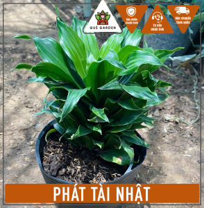 Cây Phát Tài Nhật - Tổng thể tầm 20-30 cm - Kiểng lá phong thủy!