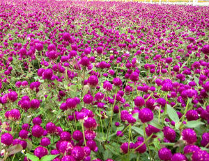 (Gói 100 hạt)Hạt Giống Hoa Bách Nhật Tím F1-Dễ Trồng Hoa Nở Đẹp Tặng kèm Hướng Dẫn Trồng