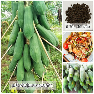 เมล็ดพันธุ์ มะละกอแขกดำ 1 ซองขนาด 30 - 40 เมล็ด