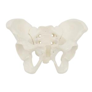Mini Female Pelvis Model Female Pelvic Model Human Pelvic Model Medicals Teaching Model for Study Teaching Lab