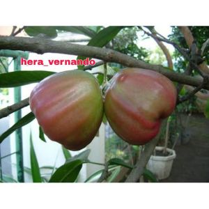 Bibit Jambu Air Giant Rose Aple Tanaman Jambu Air Hasil Okulasi Cepat Berbuah